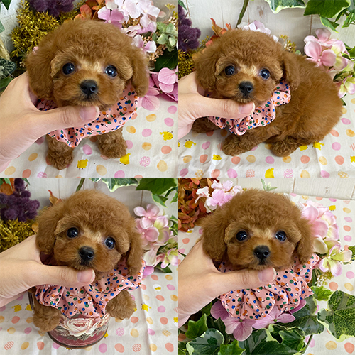 五つ星子犬館