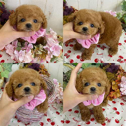 五つ星子犬館