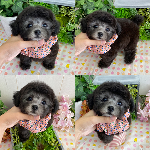 五つ星子犬館