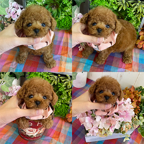 五つ星子犬館