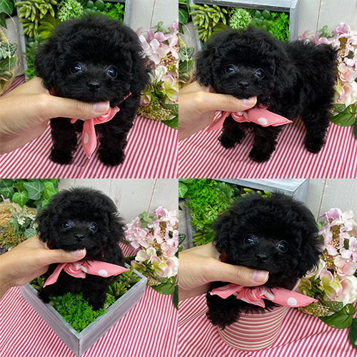 五つ星子犬館