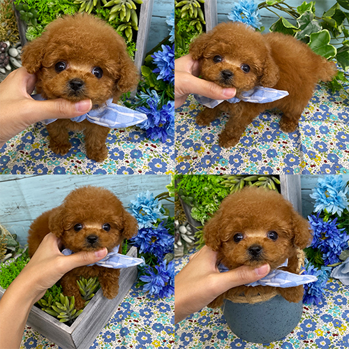 五つ星子犬館
