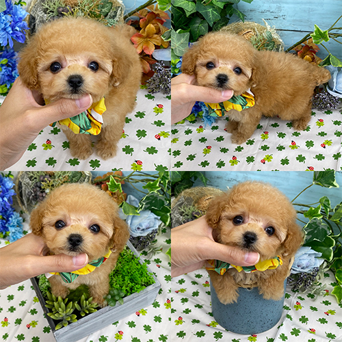 五つ星子犬館
