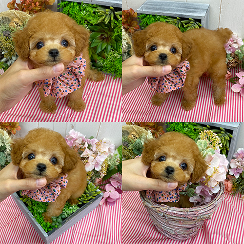 五つ星子犬館