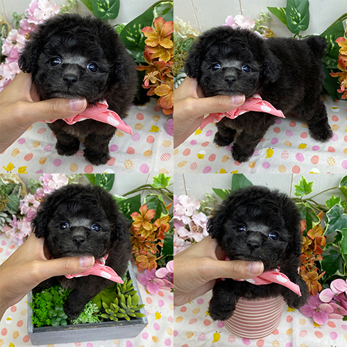五つ星子犬館