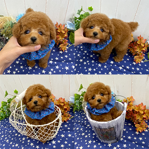 五つ星子犬館