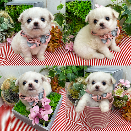 五つ星子犬館