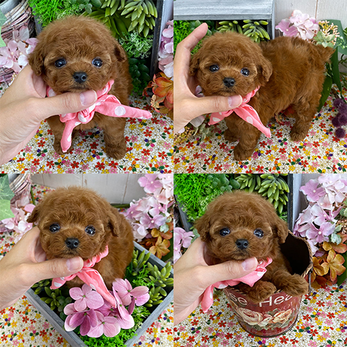 五つ星子犬館