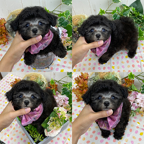 五つ星子犬館