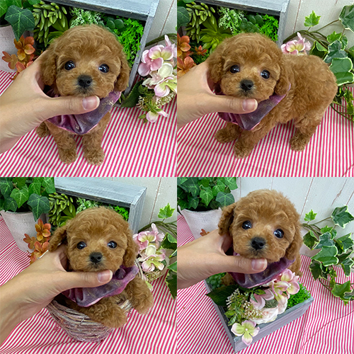 五つ星子犬館