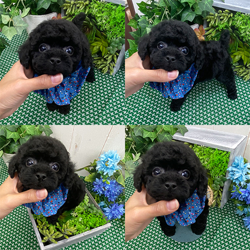 五つ星子犬館
