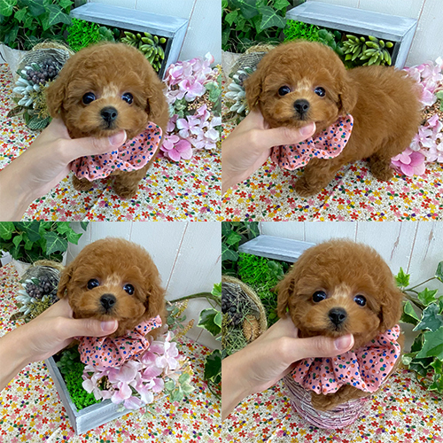 五つ星子犬館