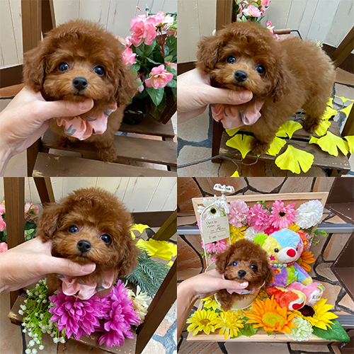 五つ星子犬館