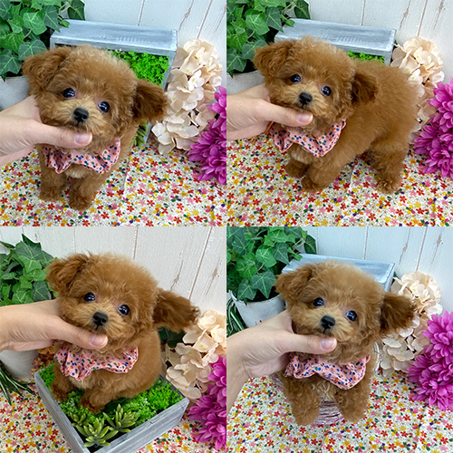 五つ星子犬館