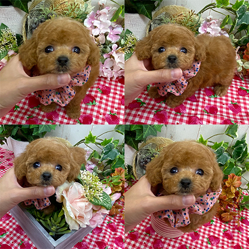 五つ星子犬館