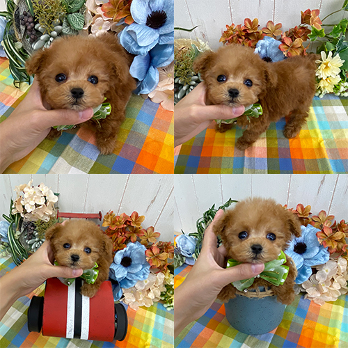 五つ星子犬館