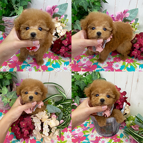 五つ星子犬館