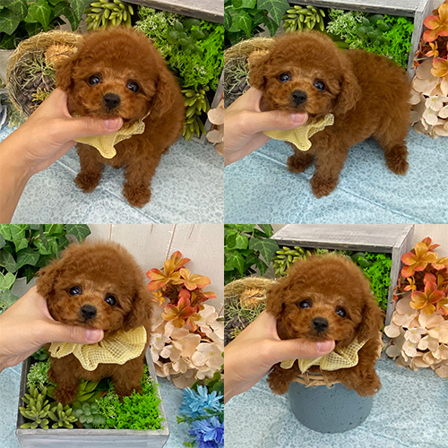 五つ星子犬館