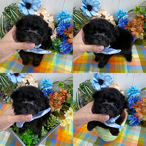 五つ星子犬館