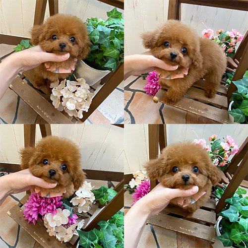 五つ星子犬館