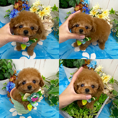 五つ星子犬館