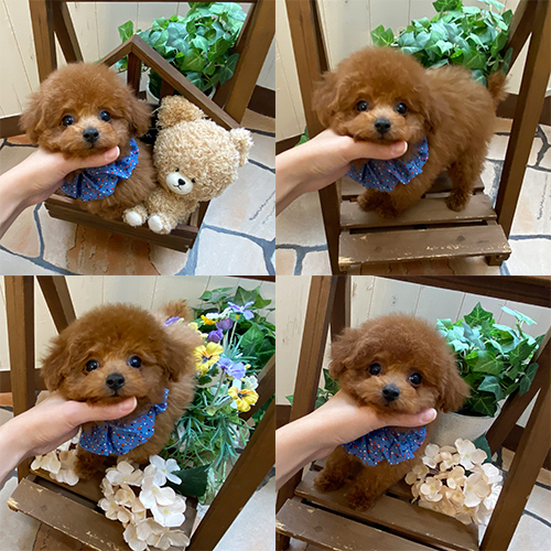 五つ星子犬館