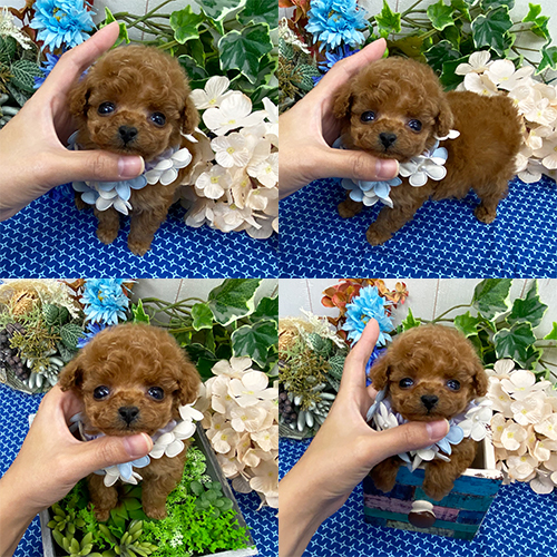 五つ星子犬館
