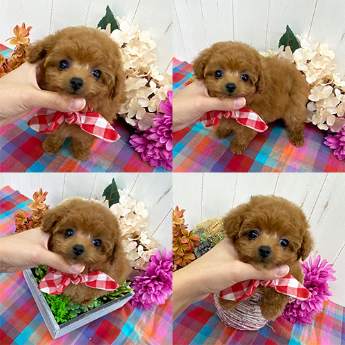 五つ星子犬館