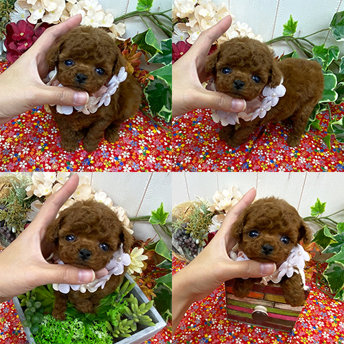 五つ星子犬館