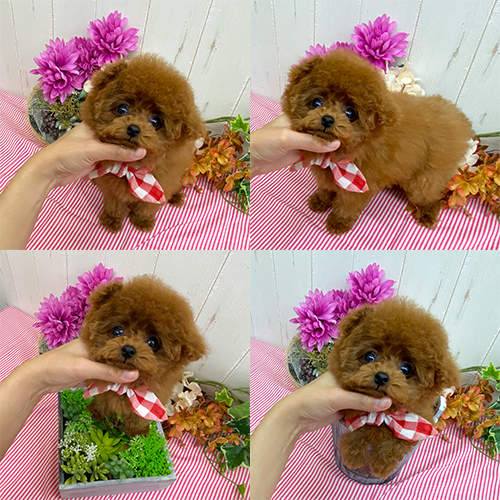五つ星子犬館