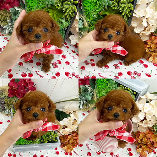 五つ星子犬館