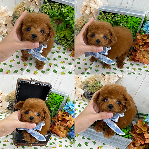 五つ星子犬館