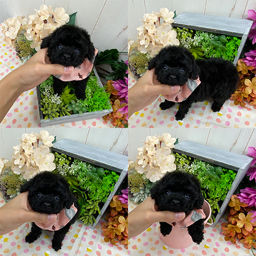 五つ星子犬館