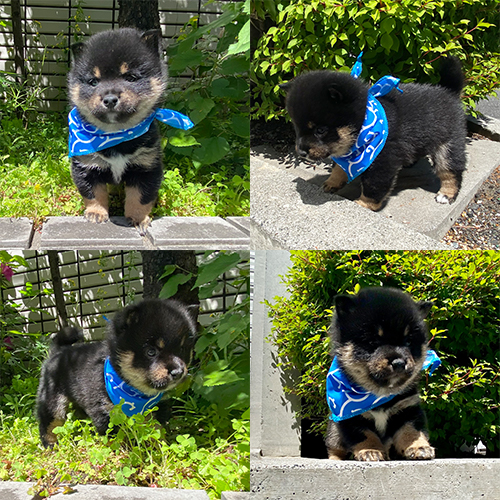 五つ星子犬館