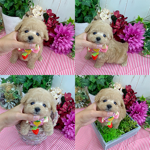 五つ星子犬館