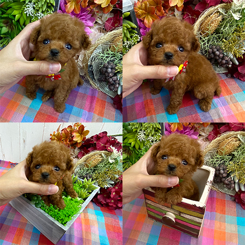 五つ星子犬館