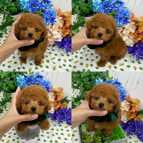 五つ星子犬館