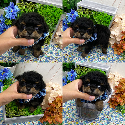 五つ星子犬館