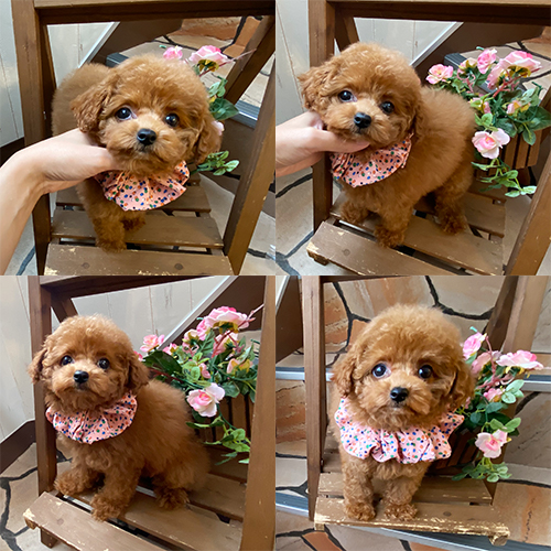 五つ星子犬館
