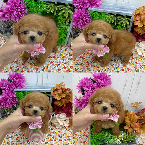五つ星子犬館