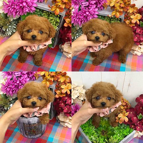 五つ星子犬館