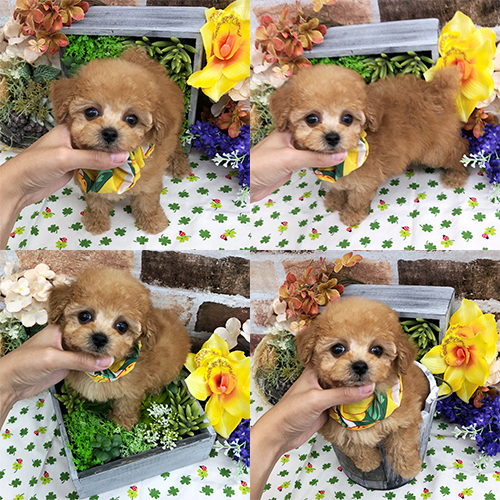 五つ星子犬館