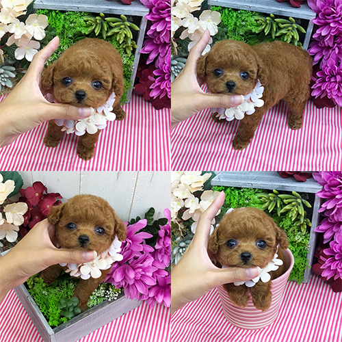 五つ星子犬館