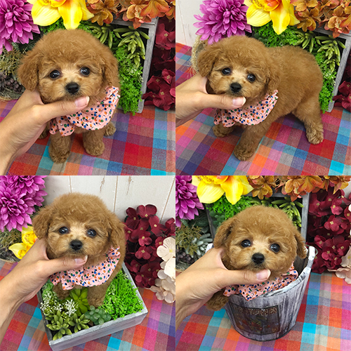 五つ星子犬館