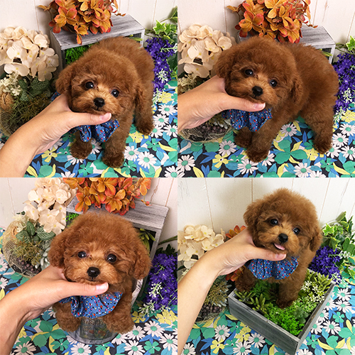 五つ星子犬館