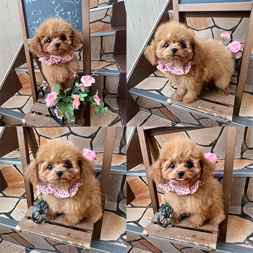 五つ星子犬館