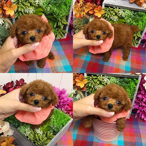 五つ星子犬館
