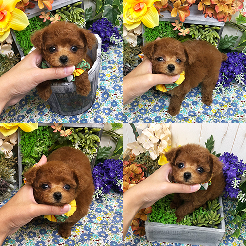 五つ星子犬館