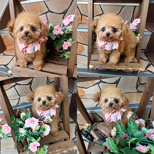 五つ星子犬館