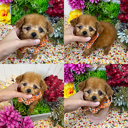 五つ星子犬館